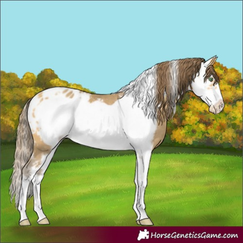 Horse Color:Amber Cream Champagne Sabino Frame Appaloosa 