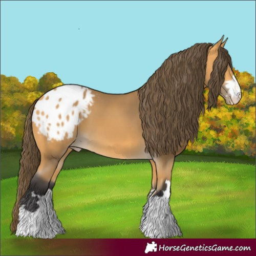 Horse Color:Buckskin Appaloosa 