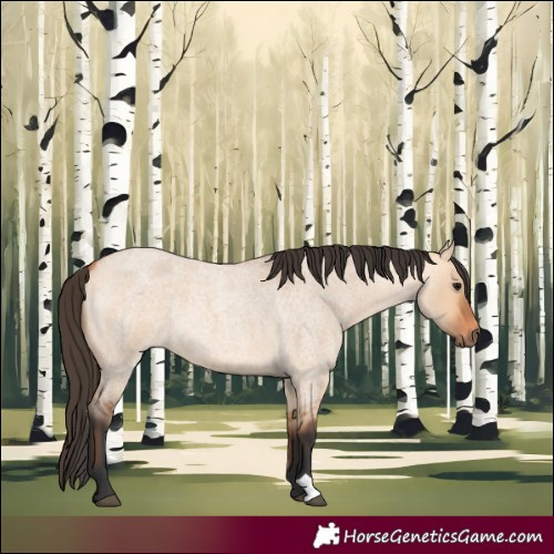 Horse Color:Bay Roan Dun 