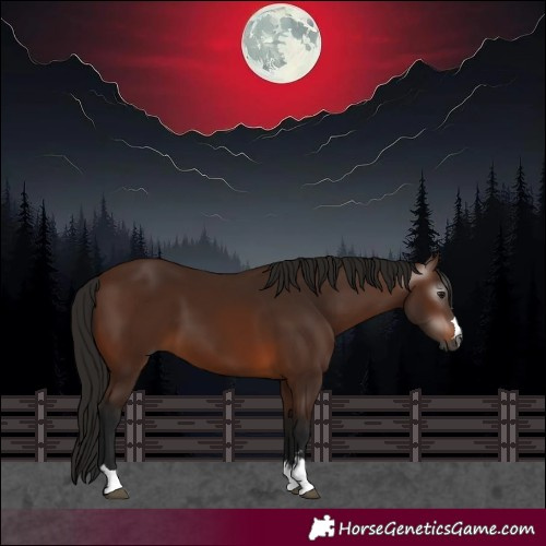 Horse Color:Gray Bay