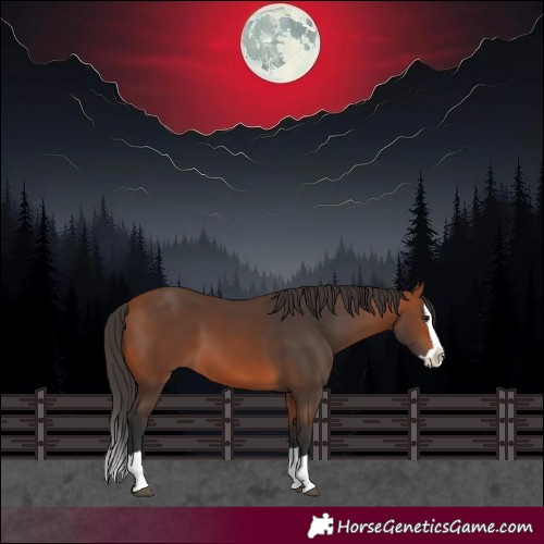 Horse Color:Bay Splash 