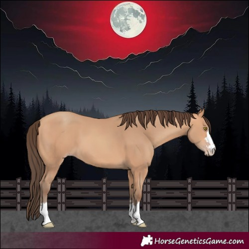 Horse Color:Amber Champagne