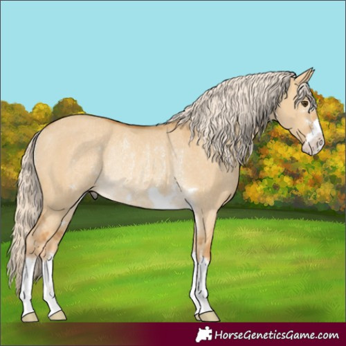 Horse Color:Palomino Dun Rabicano 