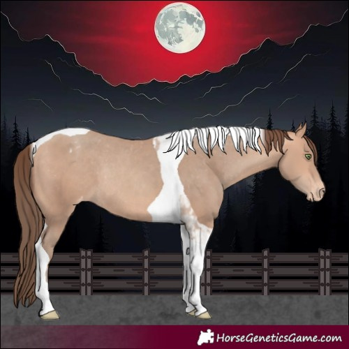 Horse Color:Unknown 