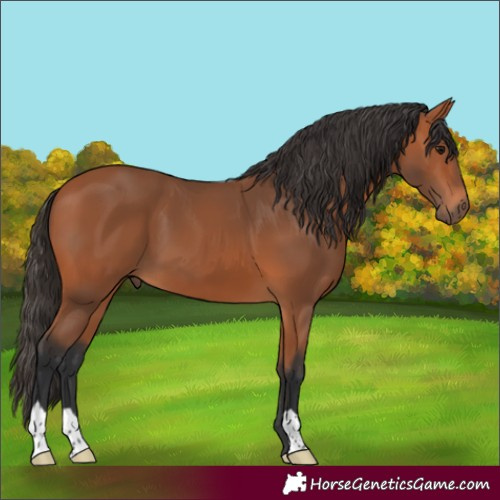Horse Color:Bay 