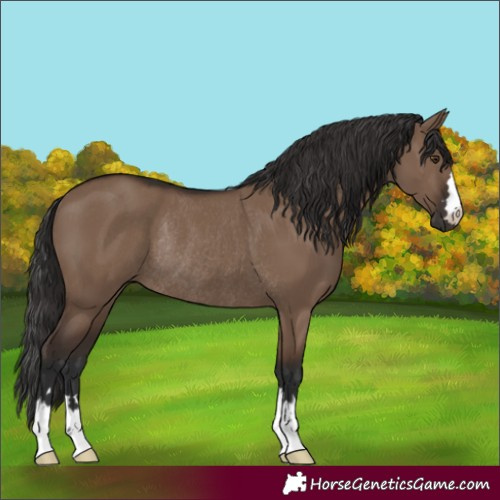 Horse Color:Liver Red Dun Rabicano 