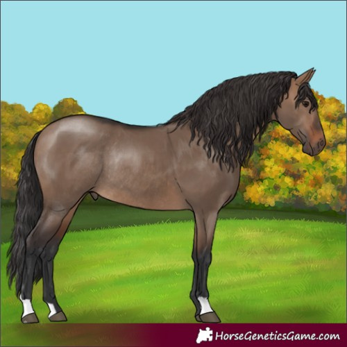 Horse Color:Brown Dun Rabicano 