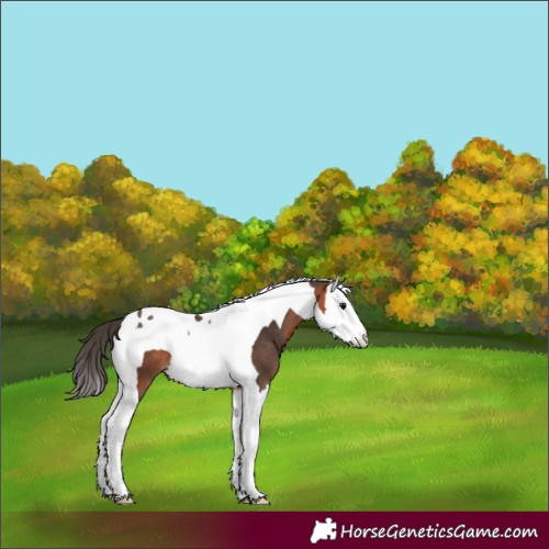 Horse Color:Bay Splash Tobiano 