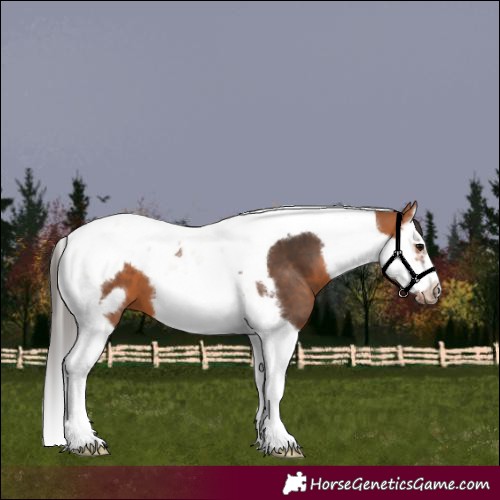 Horse Color:Unknown 