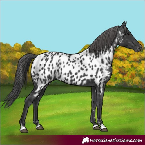 Horse Color:Unknown 
