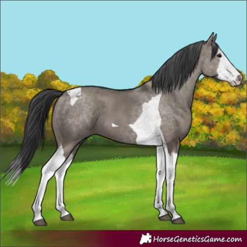 Horse Color:Grullo Splash Tobiano 