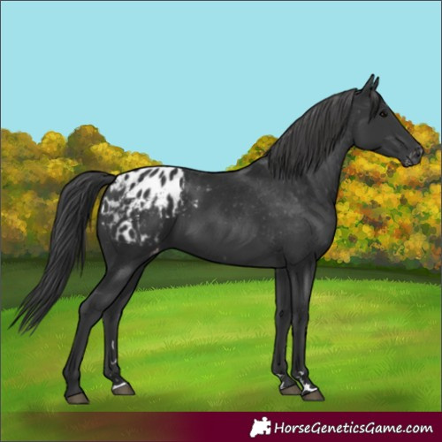 Horse Color:Black Appaloosa 