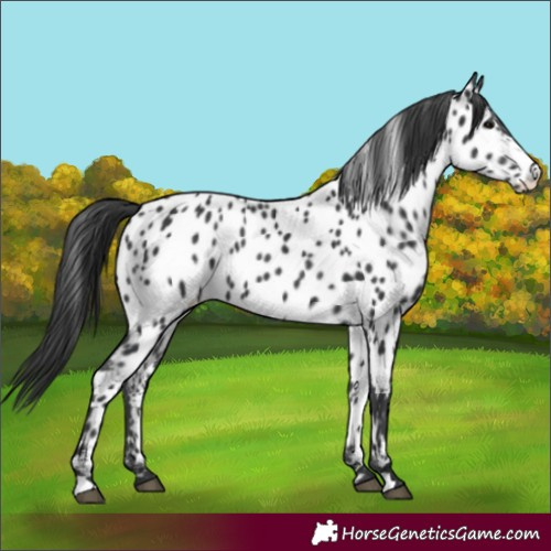 Horse Color:Black Appaloosa 