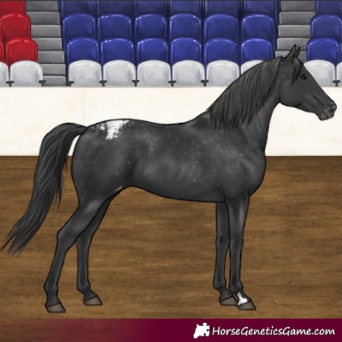 Horse Color:Black Appaloosa 