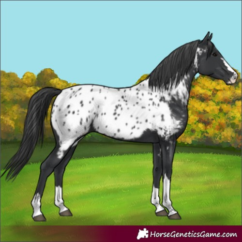 Horse Color:Black Appaloosa 