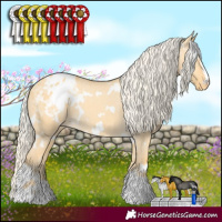 Horse Color:White Spotted Gold Cream Champagne Dun Appaloosa