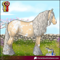 Horse Color:White Spotted Gold Cream Champagne Dun Appaloosa 