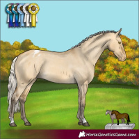 Horse Color:Silver Buckskin Dun Appaloosa Rabicano