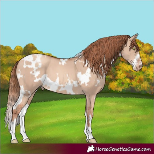 Horse Color:White Spotted Gold Champagne Dun Sabino Appaloosa 
