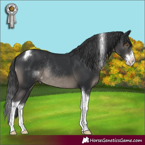 Horse Color:Black Sabino Tobiano Appaloosa Rabicano 
