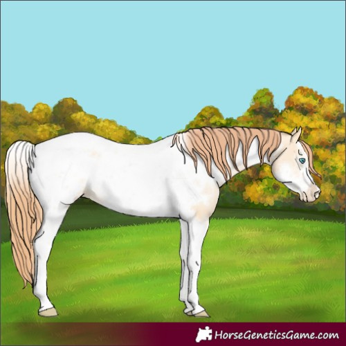 Horse Color:Amber Cream Champagne Pearl Sabino Tobiano Frame Appaloosa 
