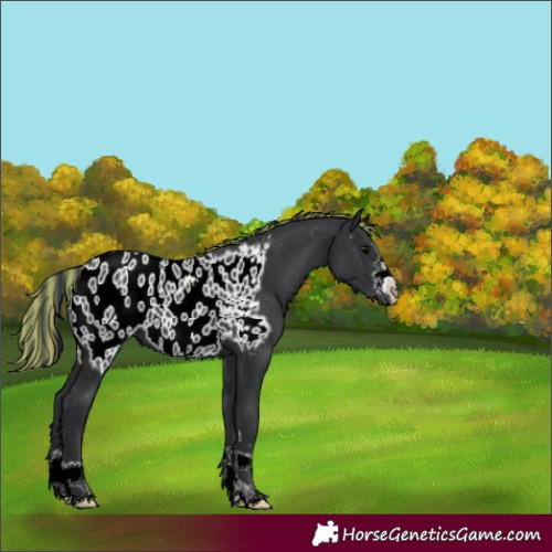 Horse Color:Painted Black Near Leopard 