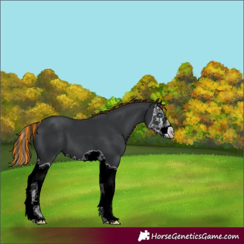 Horse Color:Unknown 