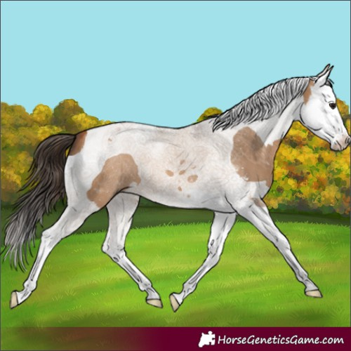 Horse Color:Bay Dun Sabino Splash Tobiano 