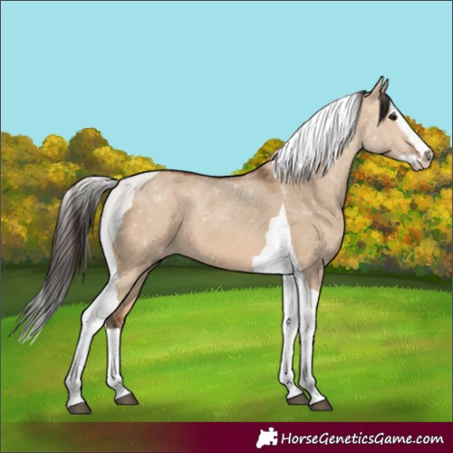 Horse Color:Bay Dun Splash Tobiano 