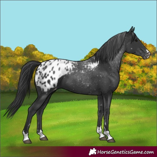 Horse Color:Black Appaloosa 