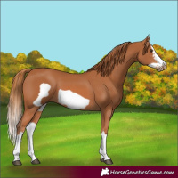 Horse Color:Chestnut Splash Frame