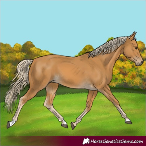 Horse Color:Palomino 