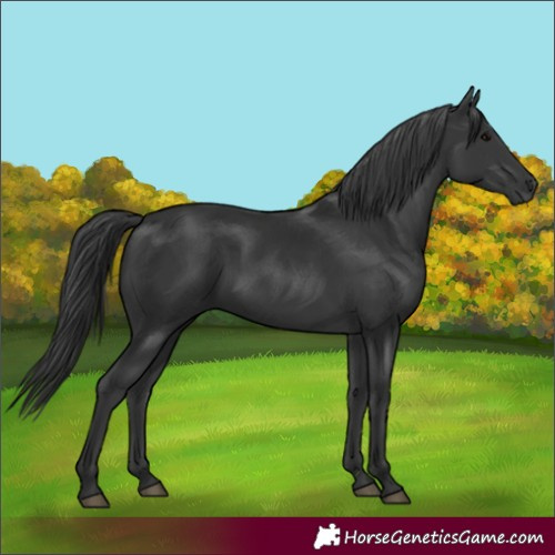 Horse Color:Black 