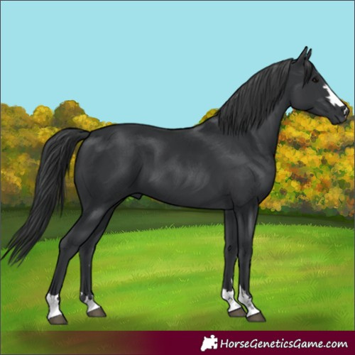 Horse Color:Black 