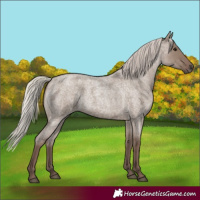 Horse Color:Silver Grullo Roan 