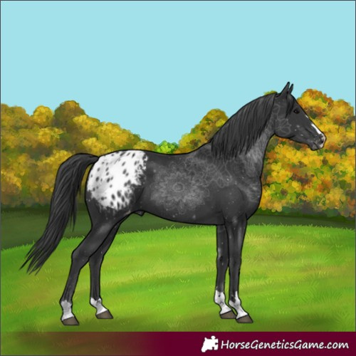 Horse Color:Black Appaloosa 