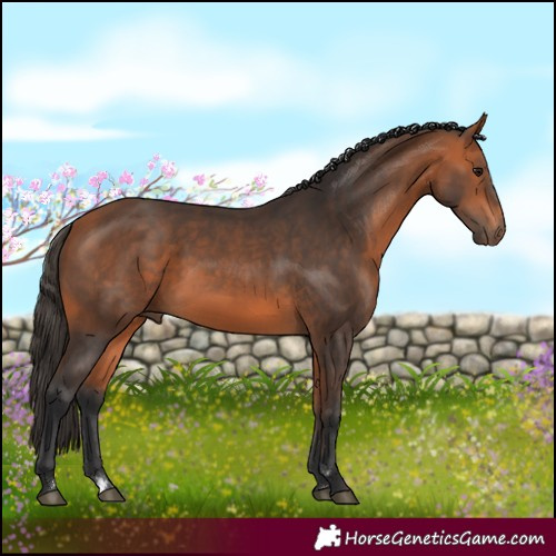 Horse Color:Bay Rabicano 