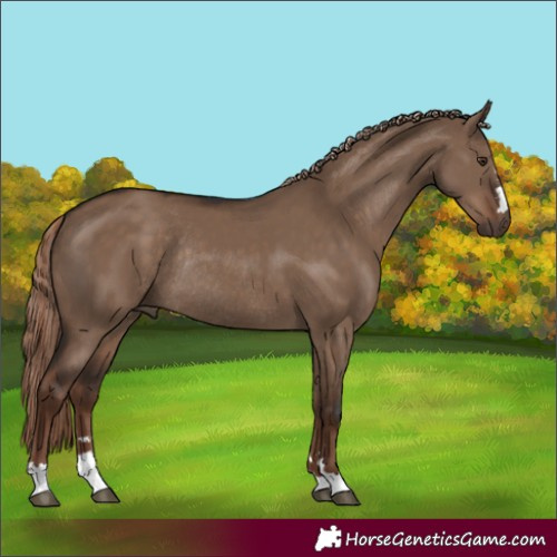 Horse Color:Liver Red Dun Rabicano 