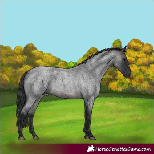 Horse Color:Brown Roan 
