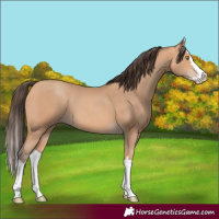 Horse Color:Amber Champagne Splash