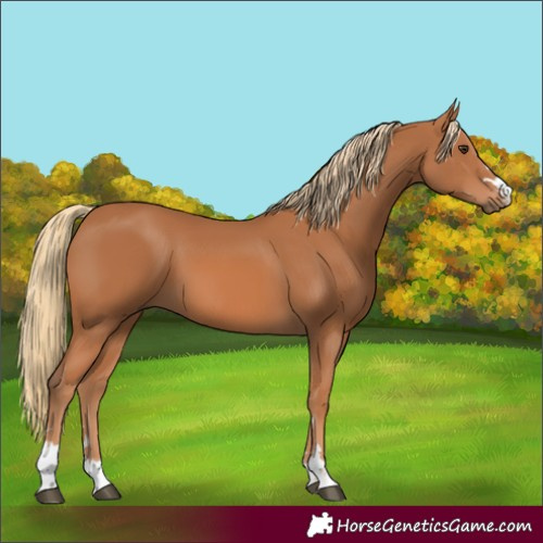 Horse Color:Chestnut 
