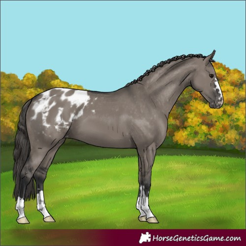 Horse Color:Grullo Appaloosa