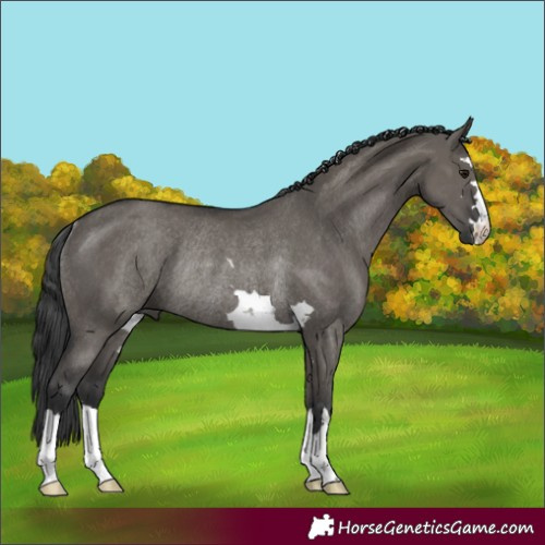 Horse Color:Grullo Rabicano 