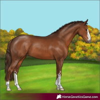 Horse Color:Gray Chestnut Appaloosa