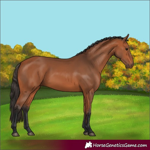 Horse Color:Bay 