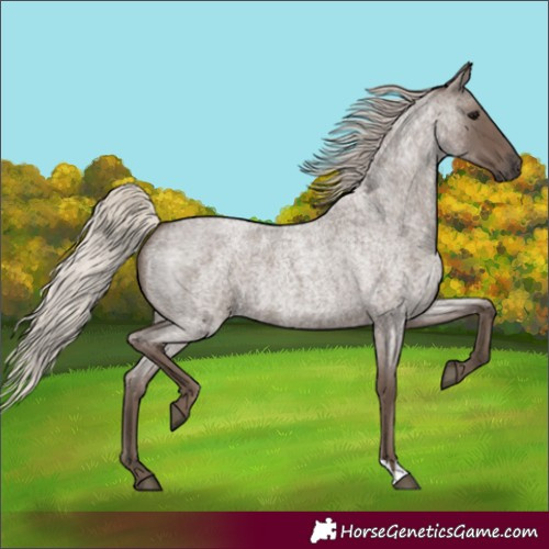 Horse Color:Silver Blue Roan