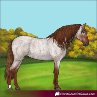 Horse Color:Gray Red Roan 