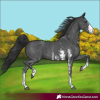 Horse Color:Black Sabino