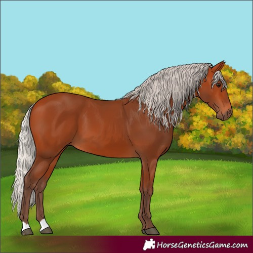 Horse Color:Silver Bay 