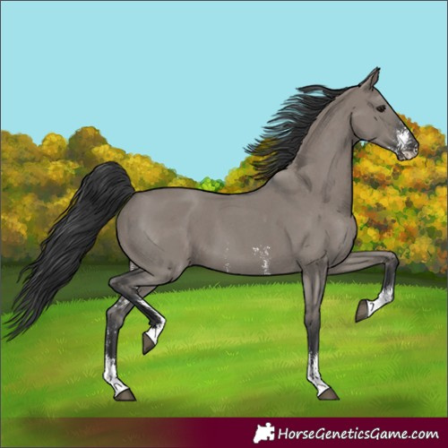 Horse Color:Grullo Sabino 
